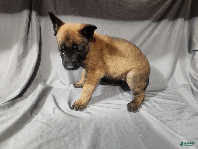 Belgian Malinois dogs Yellow - Ad 29