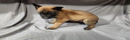 Belgian Malinois dogs for sale: Yellow - Ad 1