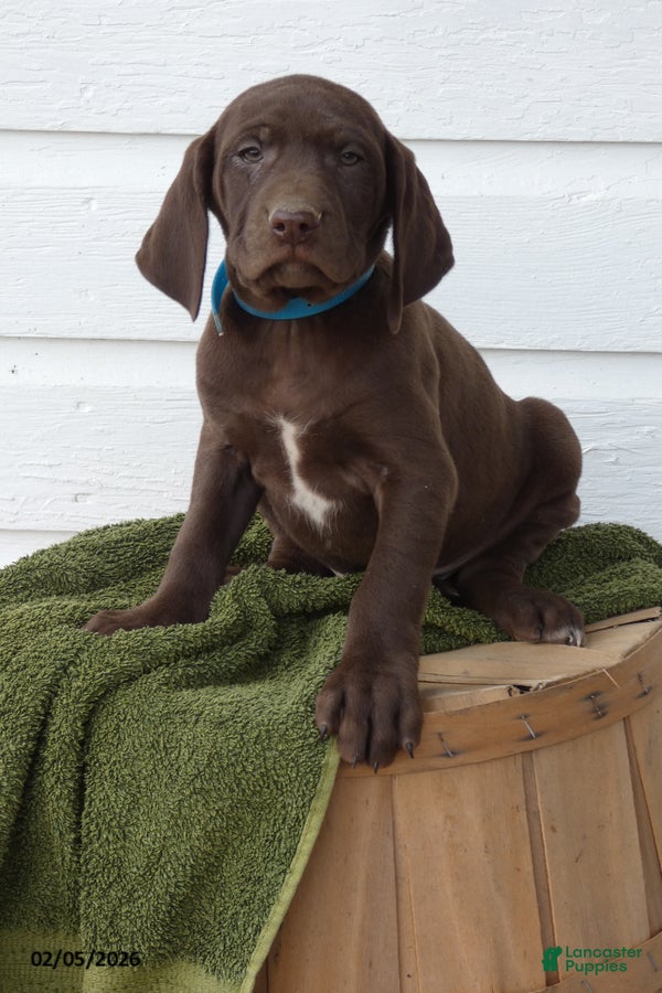 Mixed Breed dogs Snickers - Ad 10