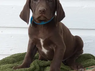 Mixed Breed dogs Snickers - Ad 33