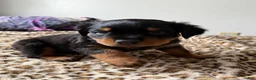 Rottweiler dogs for sale: Fluffy  - Ad 3
