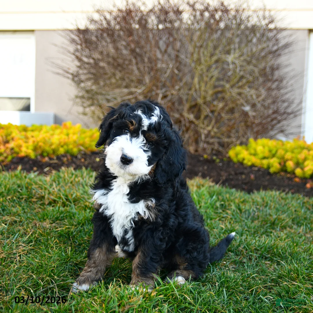 Mini Bernedoodle dogs for sale: Durango - Ad 3