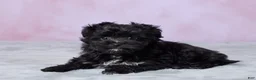 Aussiedoodle dogs for sale: Oreo - Ad 5