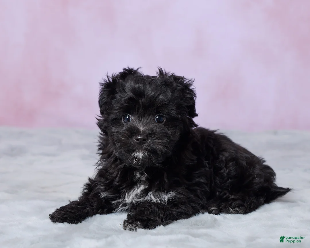 Aussiedoodle dogs for sale: Oreo - Ad 5