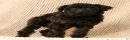 Yorkiepoo dogs for sale: Zara - Ad 5
