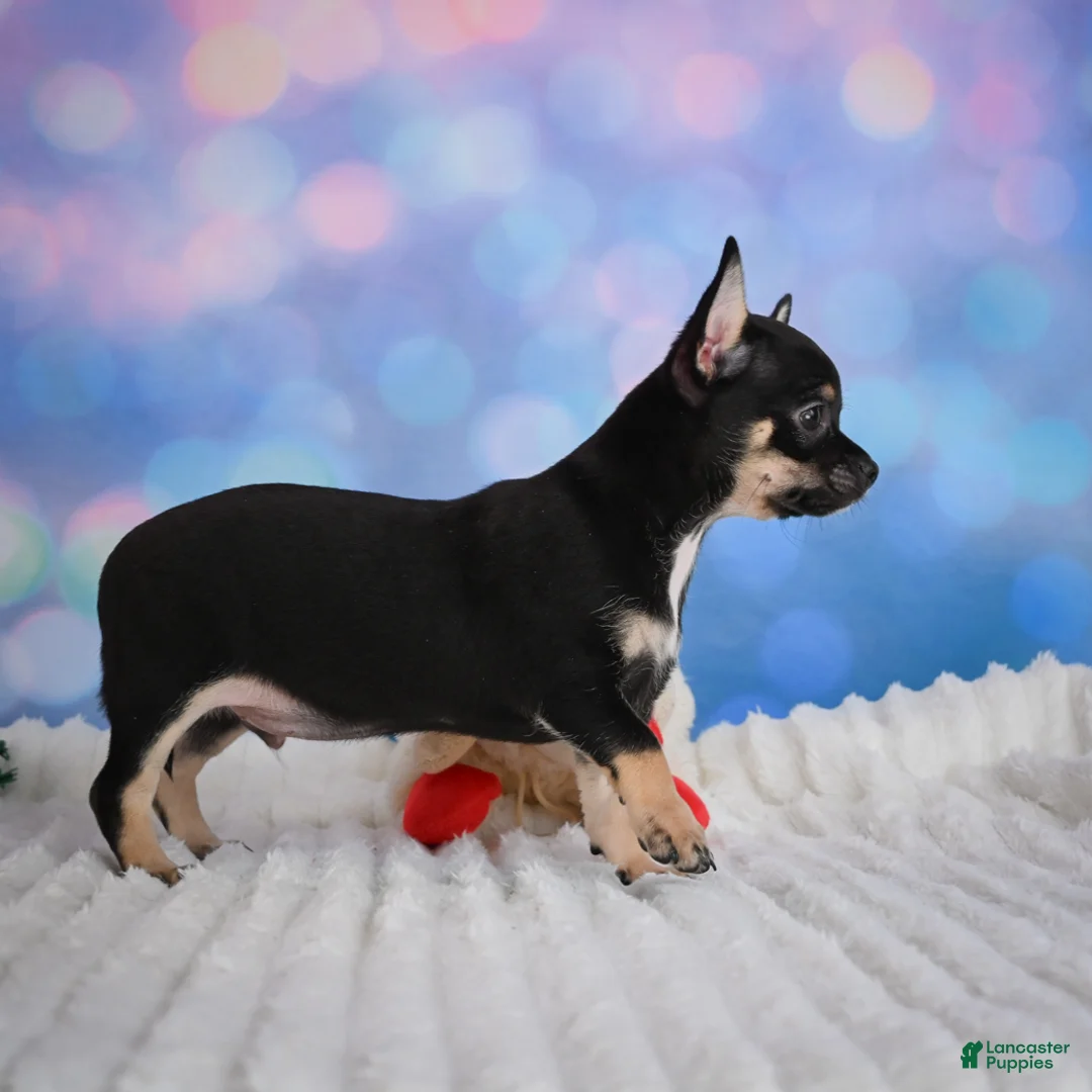 Chihuahua dogs for sale: Boone - Ad 2