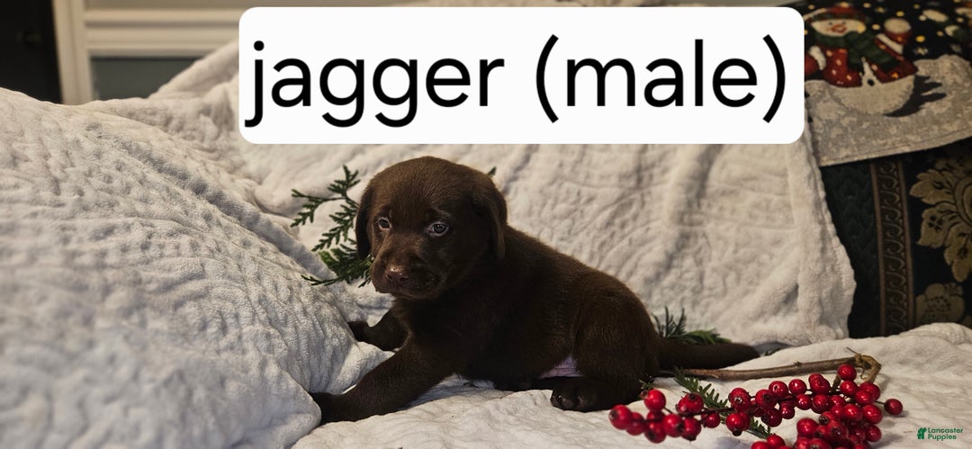 Labrador Retriever dogs for sale: Jagger - Ad 1