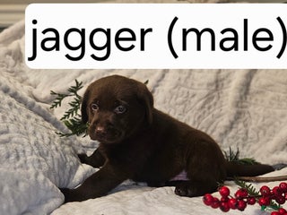 Labrador Retriever dogs Jagger - Ad 24