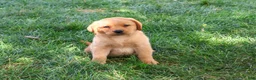 Labrador Retriever dogs for sale: Cooper - Ad 5