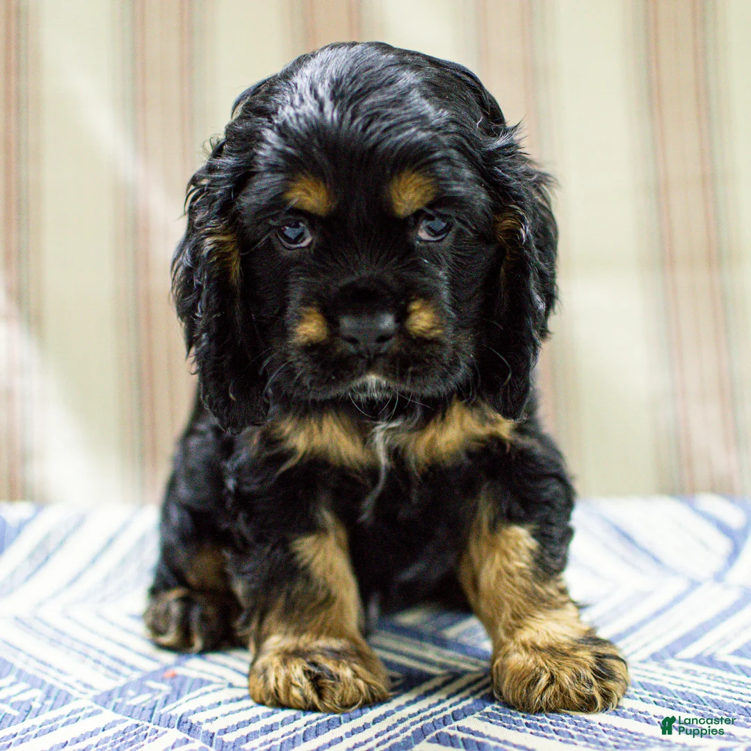 Cocker Spaniel dogs for sale: Trent Cocker Spaniel Puppy  - Ad 8