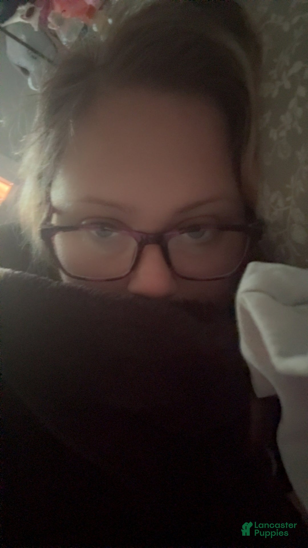 Mixed Breed dogs for sale: Mixed Breed Puppy 2 - Ad 6