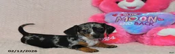 Miniature Dachshund dogs for sale: Indie - Ad 5
