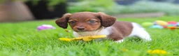 Miniature Dachshund dogs for sale: Archie - Ad 9