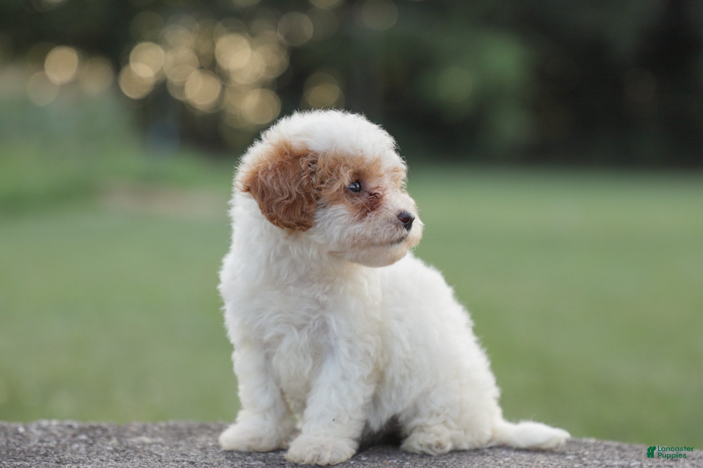 Miniature Poodle dogs Ellie - Ad 2