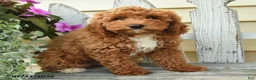 Aussiedoodle dogs for sale: Ruby - Ad 3
