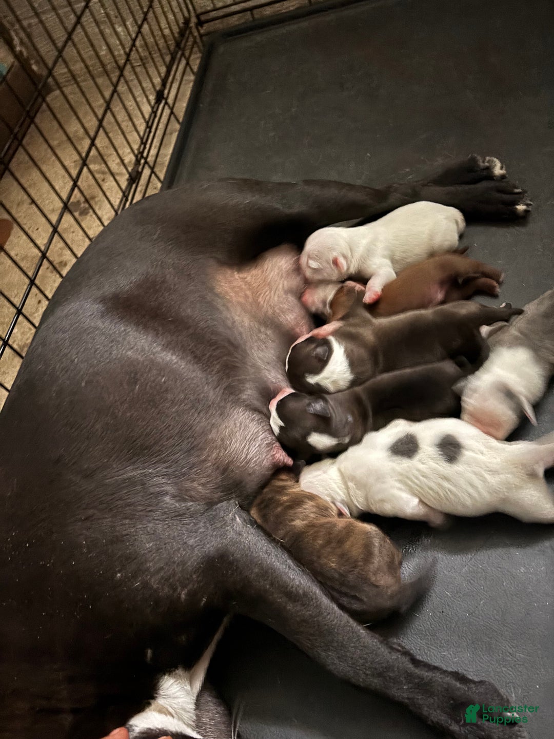 American Staffordshire Terrier dogs for sale: American Staffordshire Terrier Puppy 3 - Ad 5