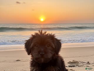 Mixed Breed dogs Sky - Ad 5