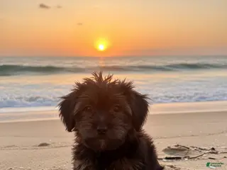 Mixed Breed dogs Sky - Ad 9