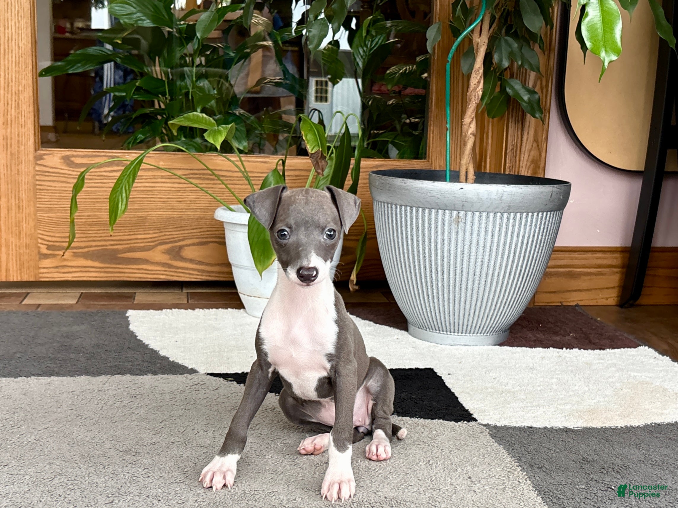 Italian Greyhound dogs Anna  - Ad 2