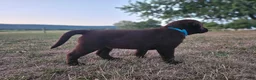 Labrador Retriever dogs for sale: Oliver - Ad 3