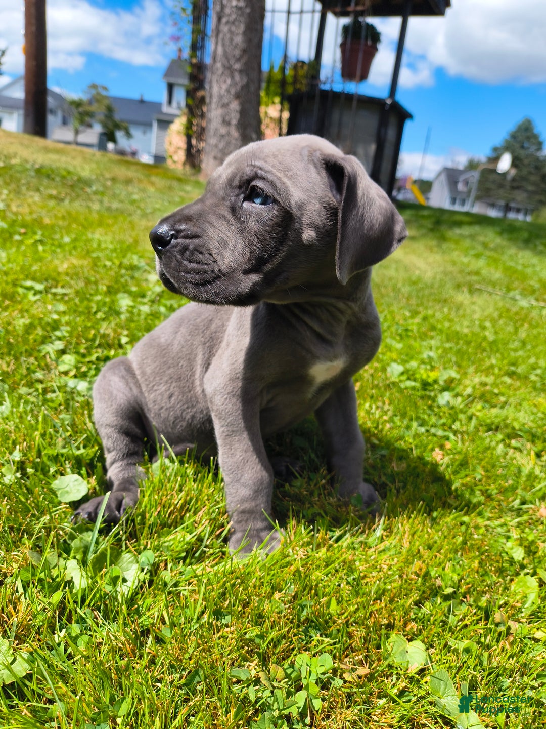 Great Dane Puppy for sale in Forest City Lancaster Puppies