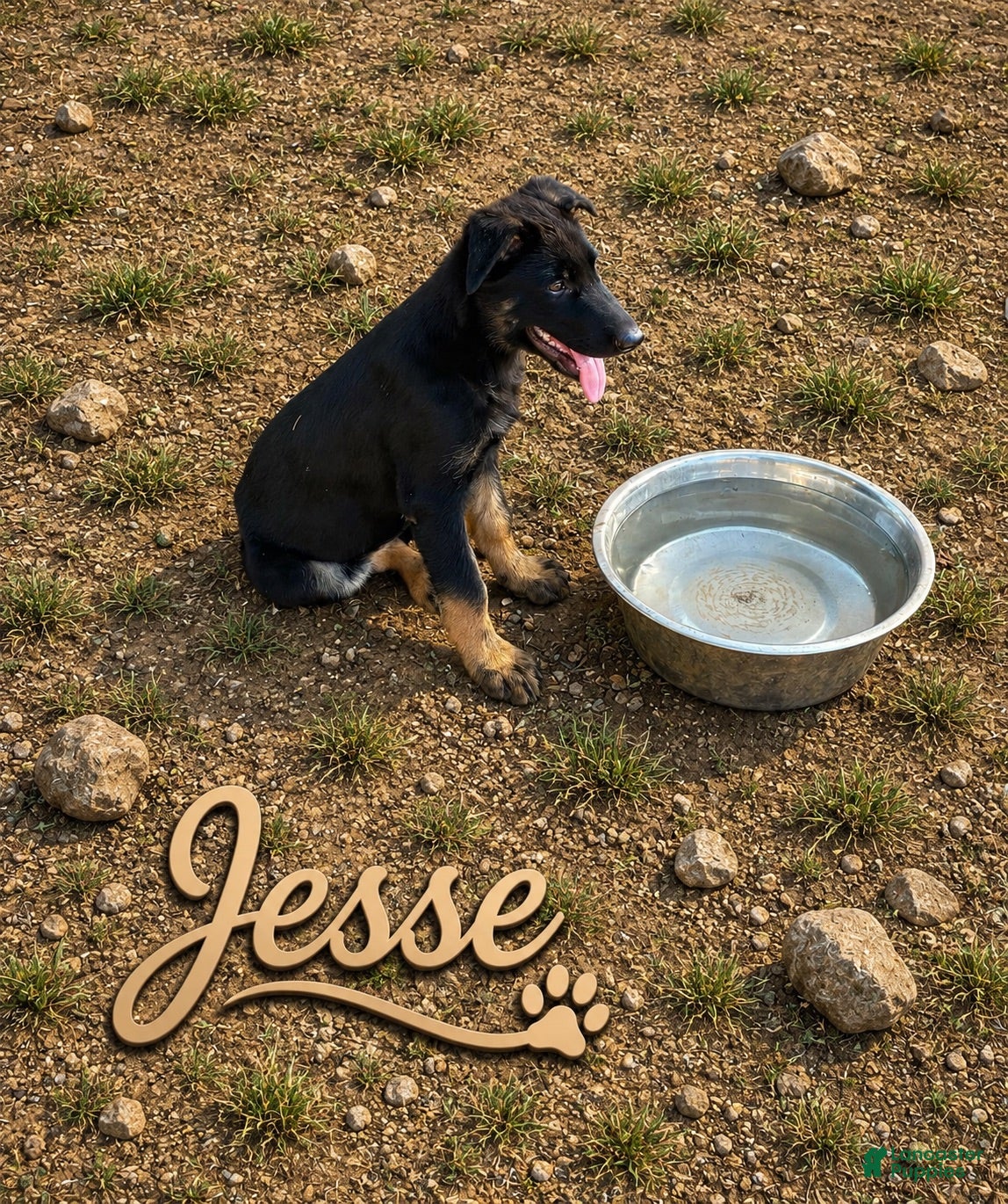German Shepherd dogs Jesse - Ad 1