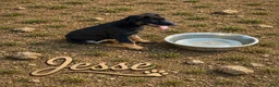 German Shepherd dogs for sale: Jesse - Ad 1