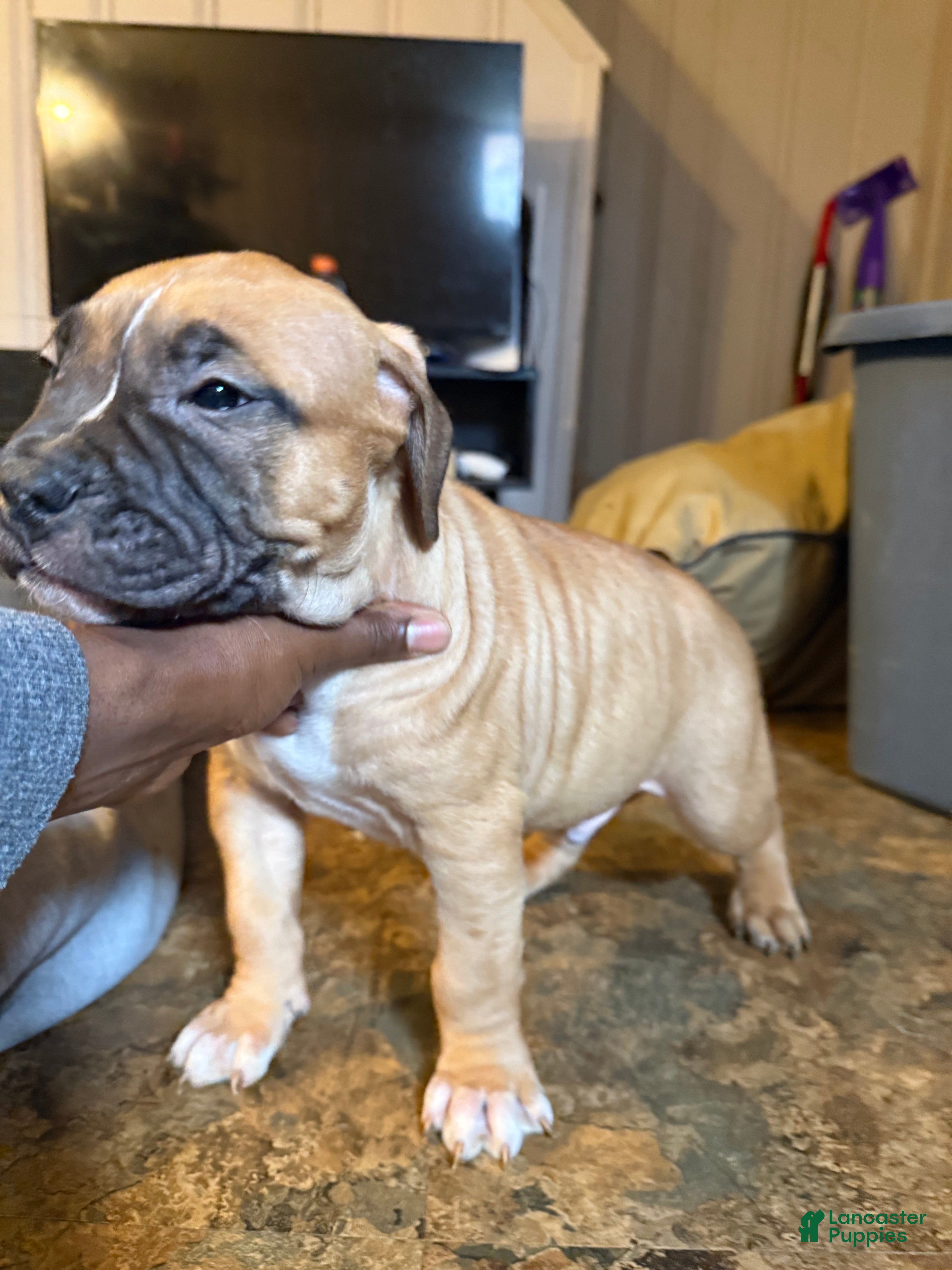 Mixed Breed dogs Roscoe  - Ad 1