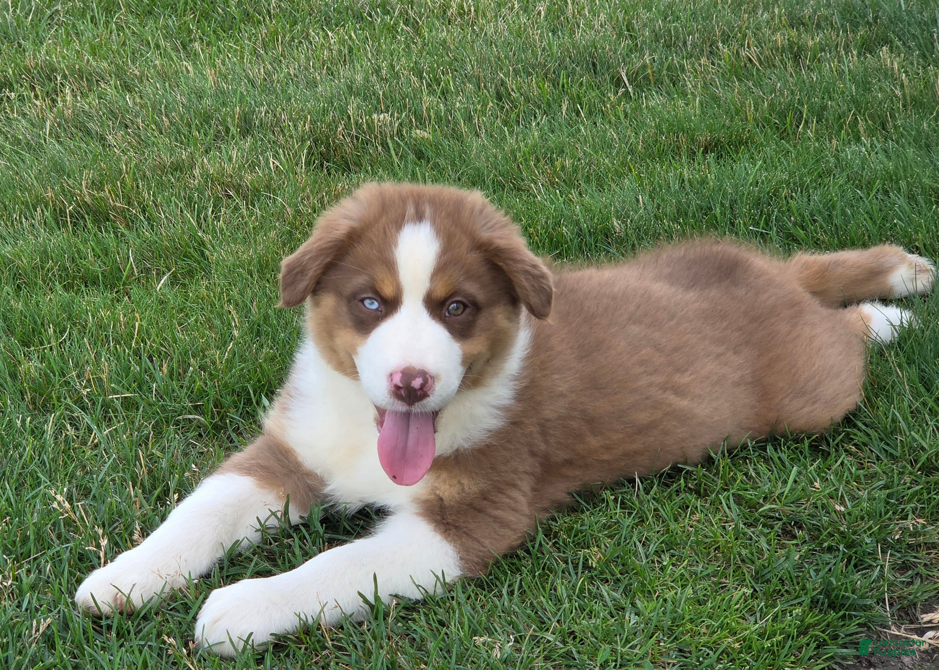 Australian Shepherd dogs Copper Ridge - Ad 1