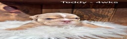 English Bulldog dogs for sale: Teddy - Ad 2