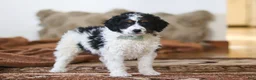 Mini Bernedoodle dogs for sale: Jasper - Ad 5