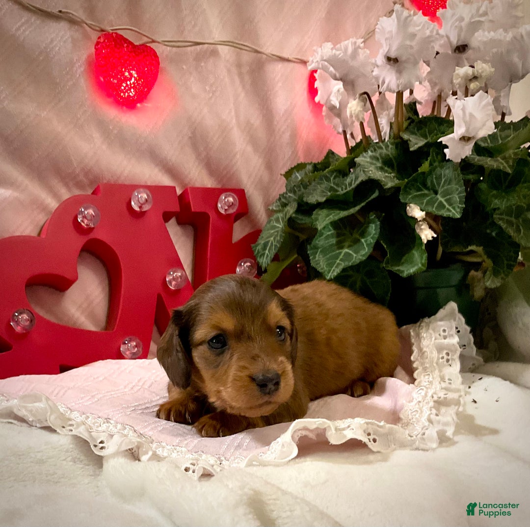 Miniature Dachshund dogs for sale: Lars - Ad 1
