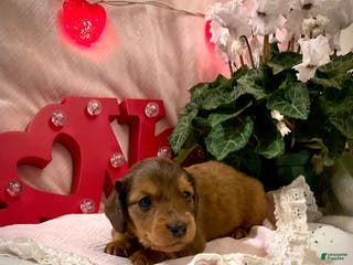 Miniature Dachshund dogs Lars - Ad 16