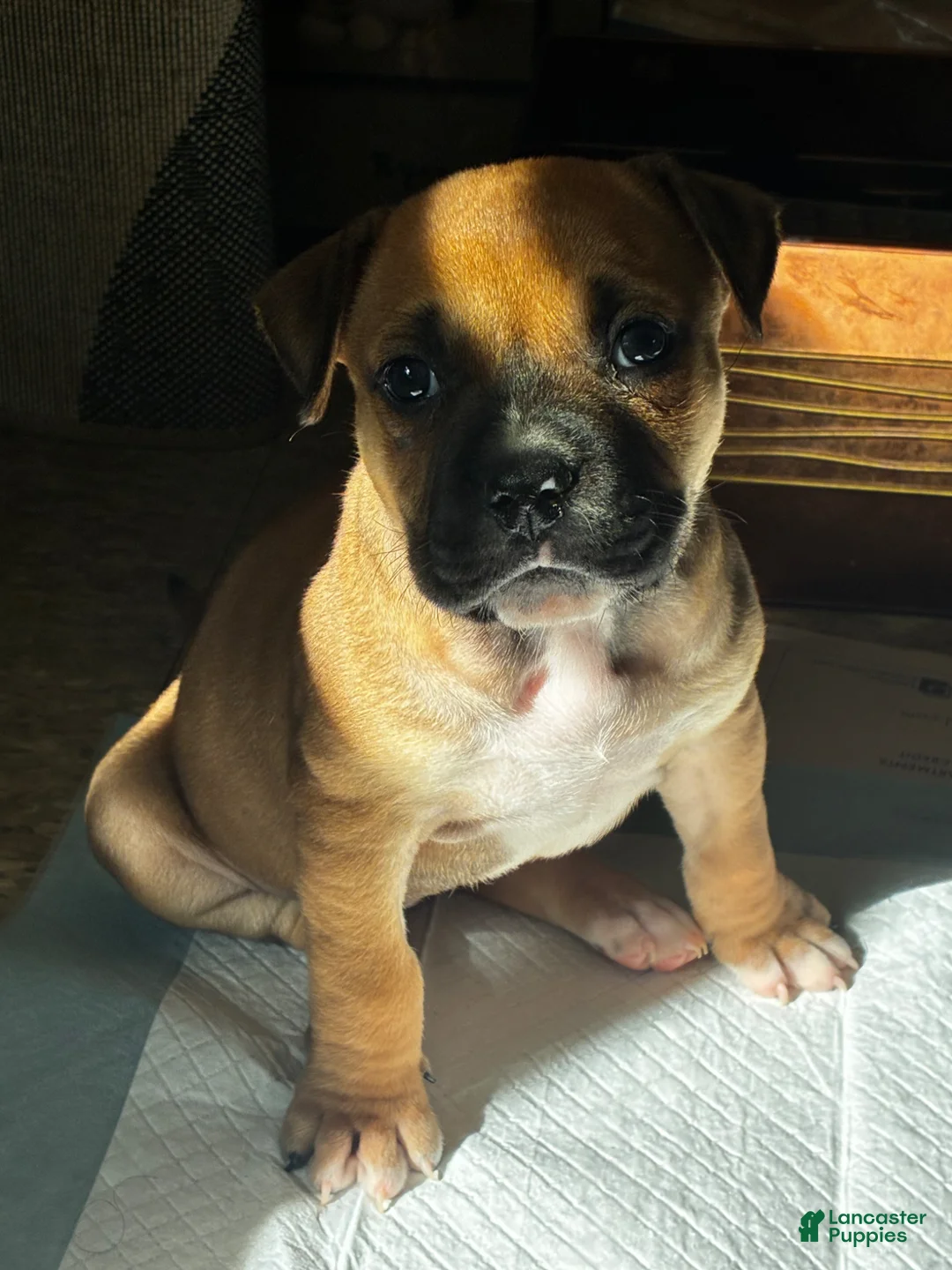 American Pit Bull Terrier dogs for sale: American Pit Bull Terrier Puppy 1 - Ad 1