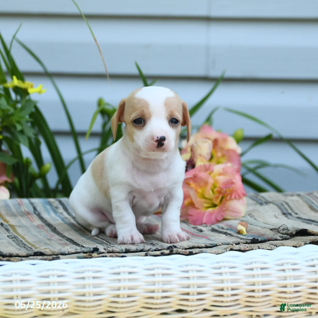 Chiweenie dogs for sale: Blessing - Ad 2