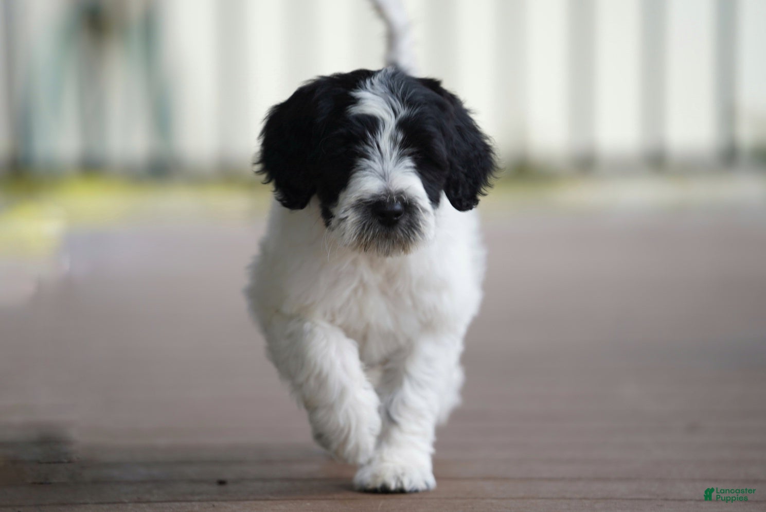 Portuguese Water Dog dogs Kyler - Ad 2