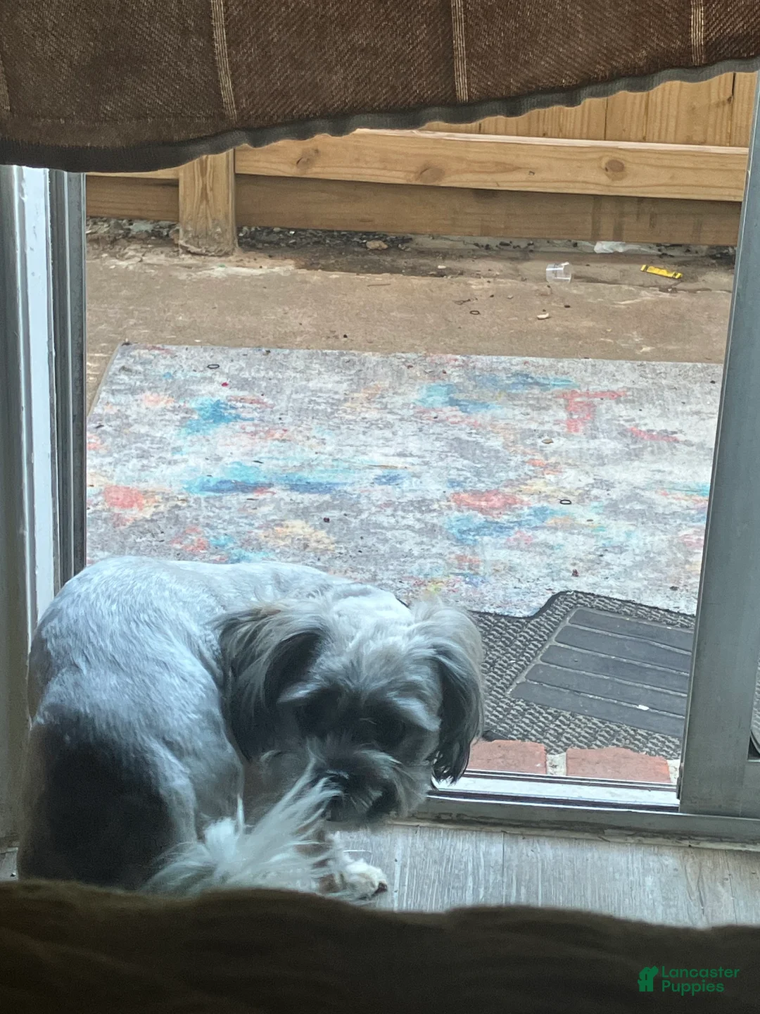 Shih Tzu dogs for sale: Shih Tzu 1 - Ad 2