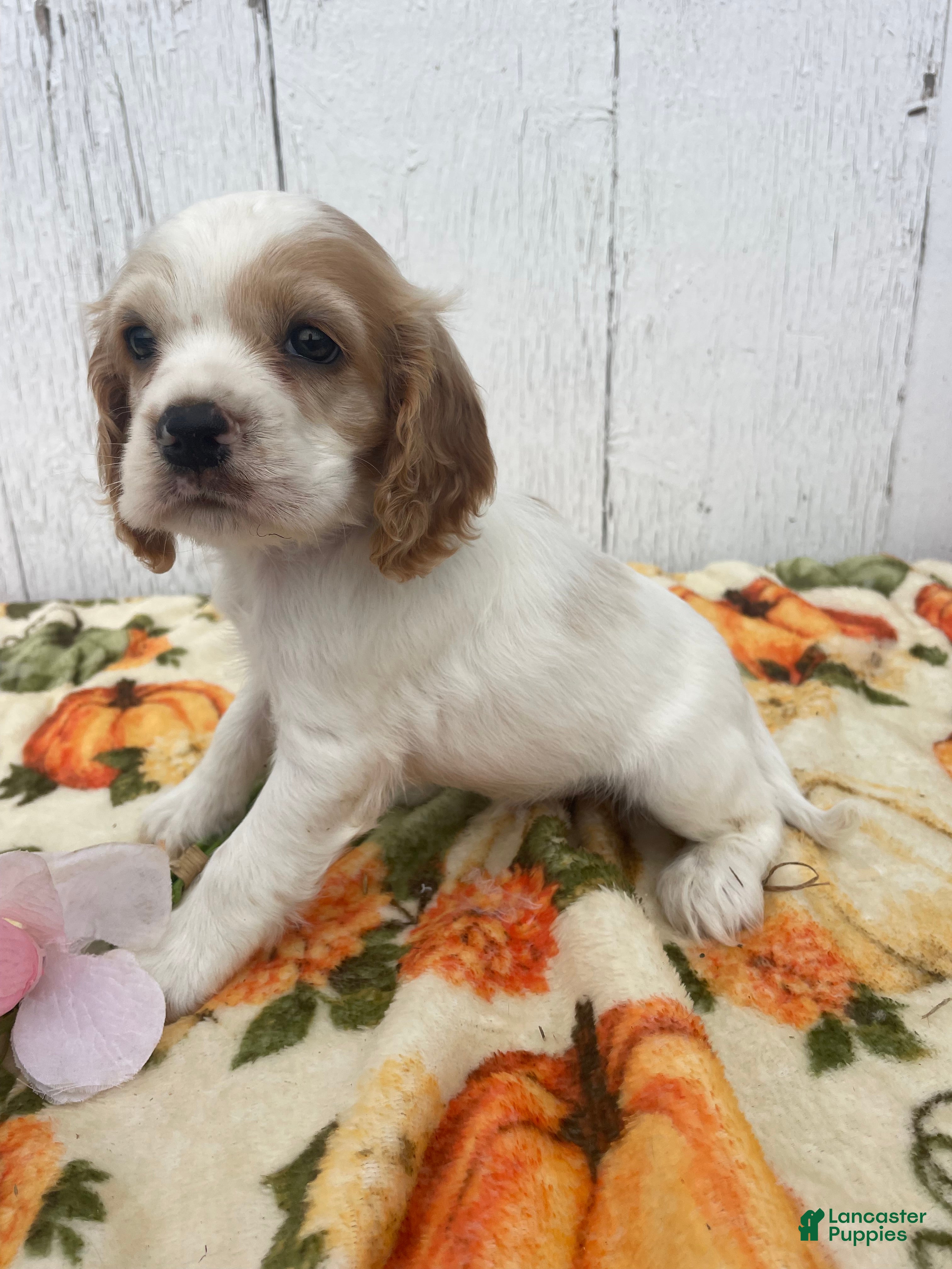 Cocker Spaniel dogs Miles - Ad 2