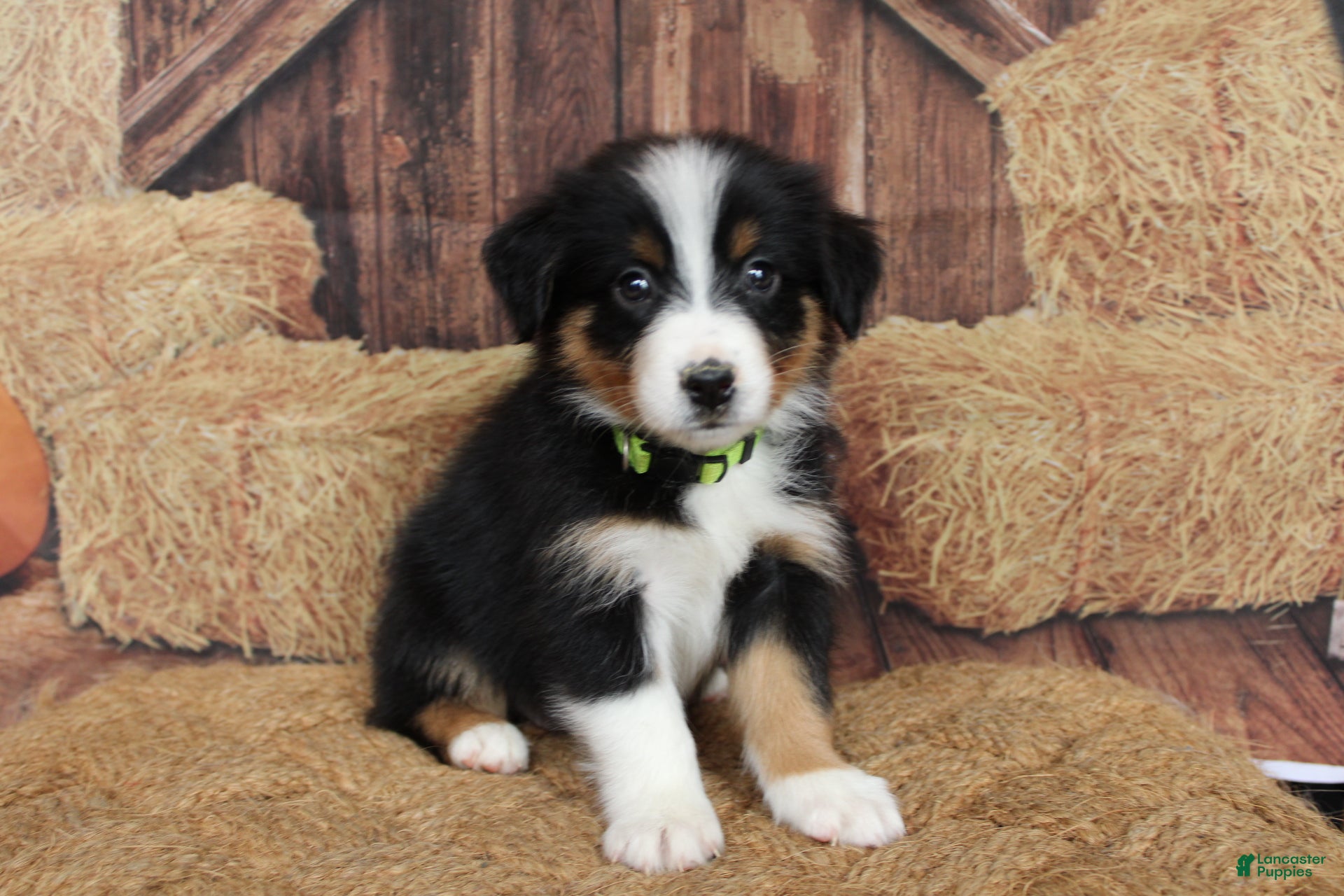 Australian Shepherd dogs for sale: Hazelnut  - Ad 2