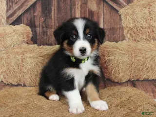 Australian Shepherd dogs Hazelnut - Ad 31