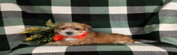 Morkie dogs for sale: Beethovan 7 lbs Full Grown - Ad 4