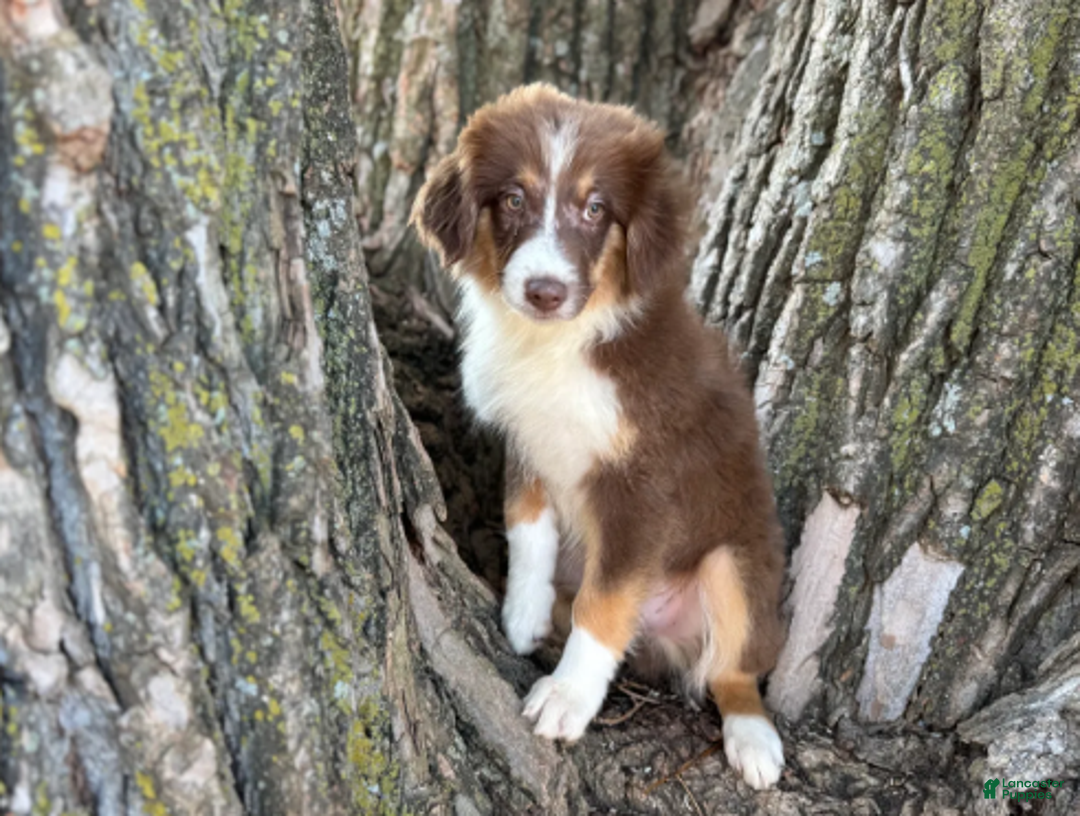Australian Shepherd dogs for sale: RED TRI MALE - Ad 2