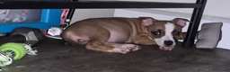 Mixed Breed dogs for sale: Benelli - Ad 1