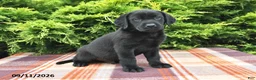 Labrador Retriever dogs for sale: Kash - Ad 4