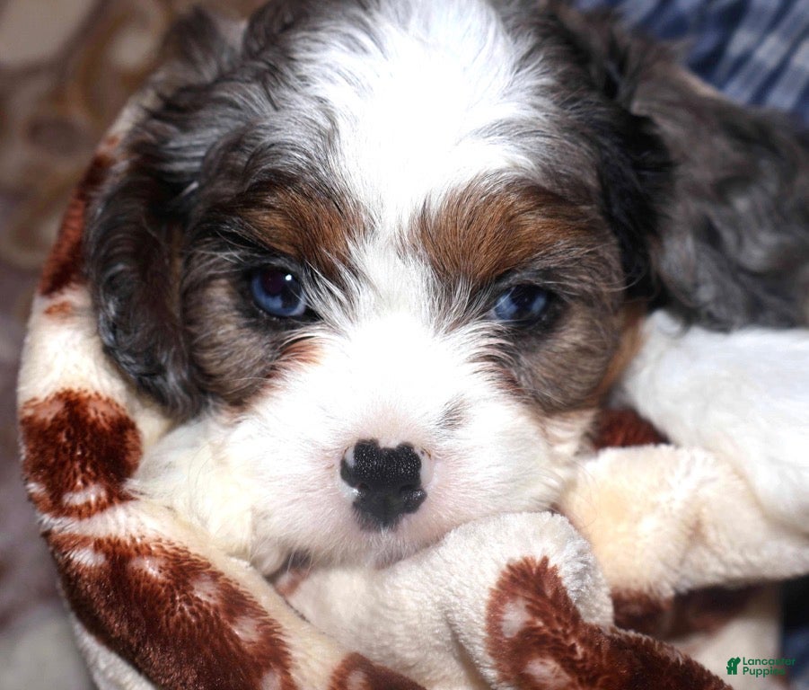 Cavapoo dogs Sophia  - Ad 2