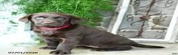 Labrador Retriever dogs for sale: Abby - Ad 1