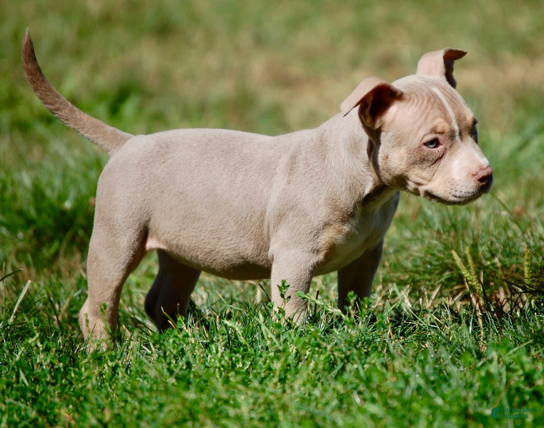American Bully dogs for sale: Fawn Male 1 - Ad 7