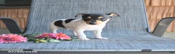 Toy Fox Terrier dogs for sale: Chad - Ad 5