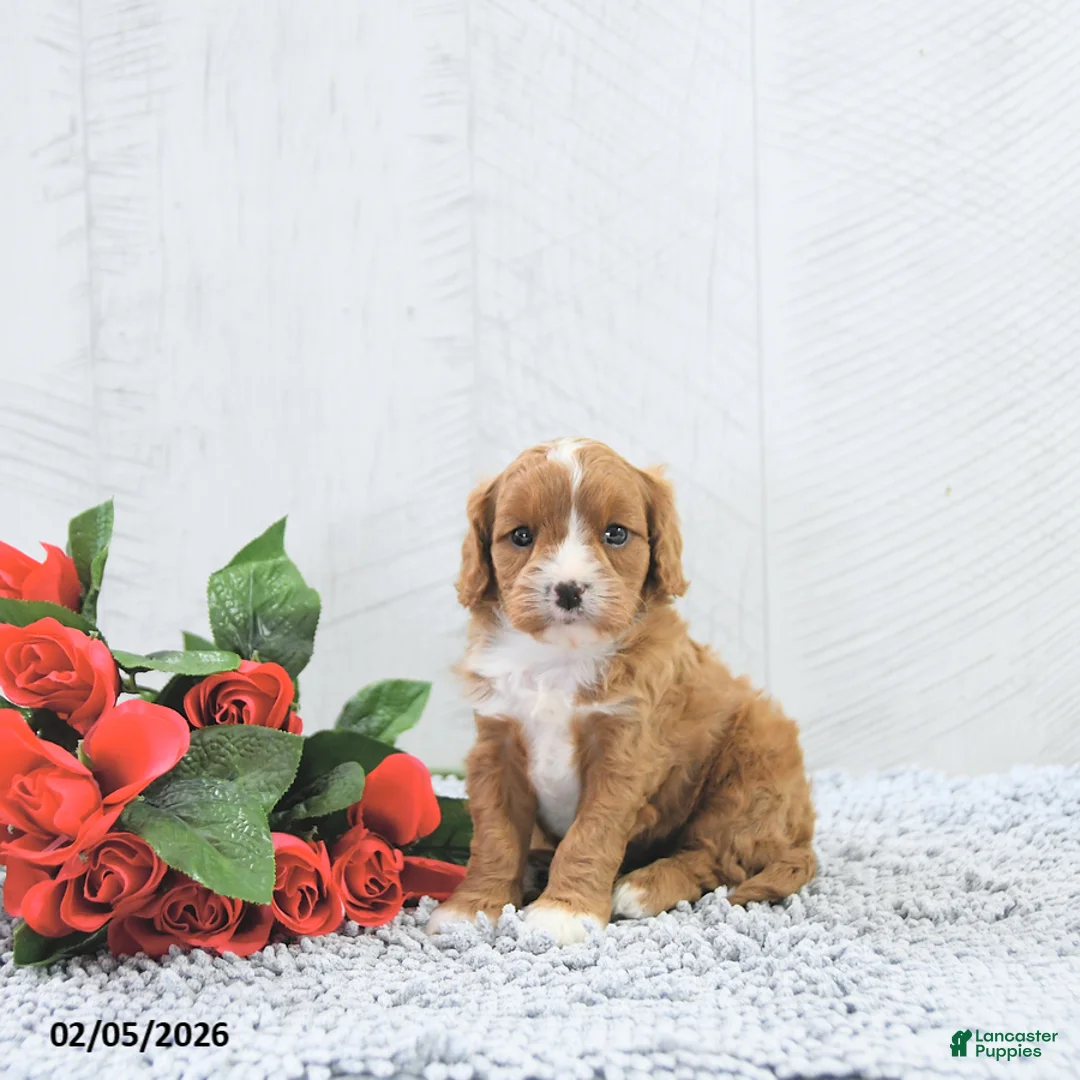 Cavapoo dogs for sale: Manny - Ad 2