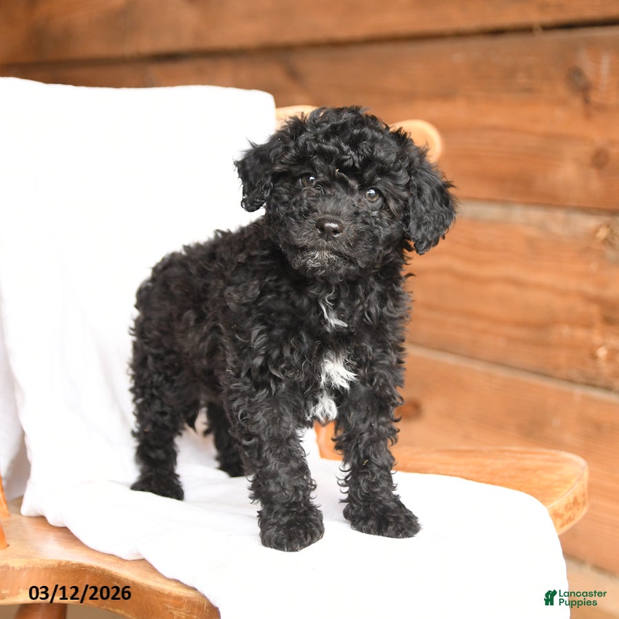 Miniature Poodle dogs Teddy - Ad 2